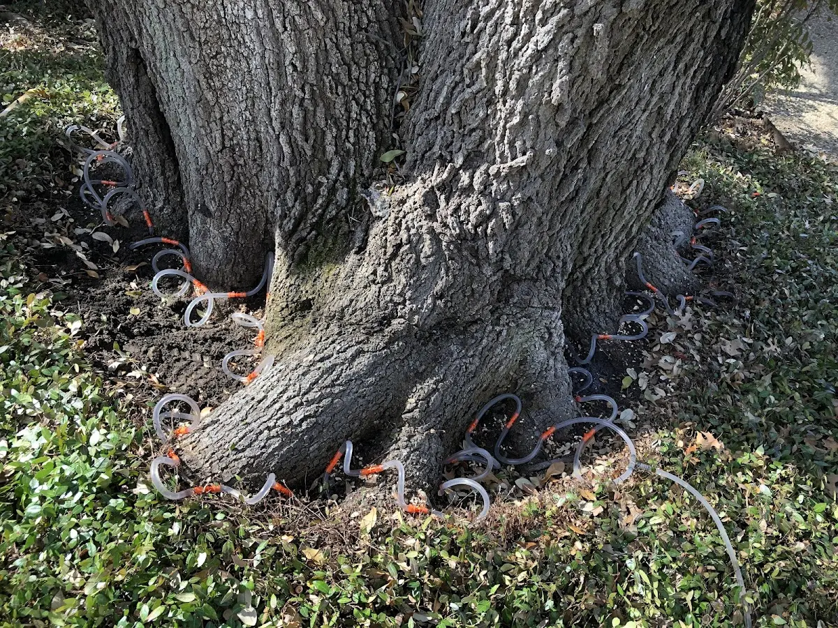 Detailed Tree Cabling and Bracing job site in Richards
