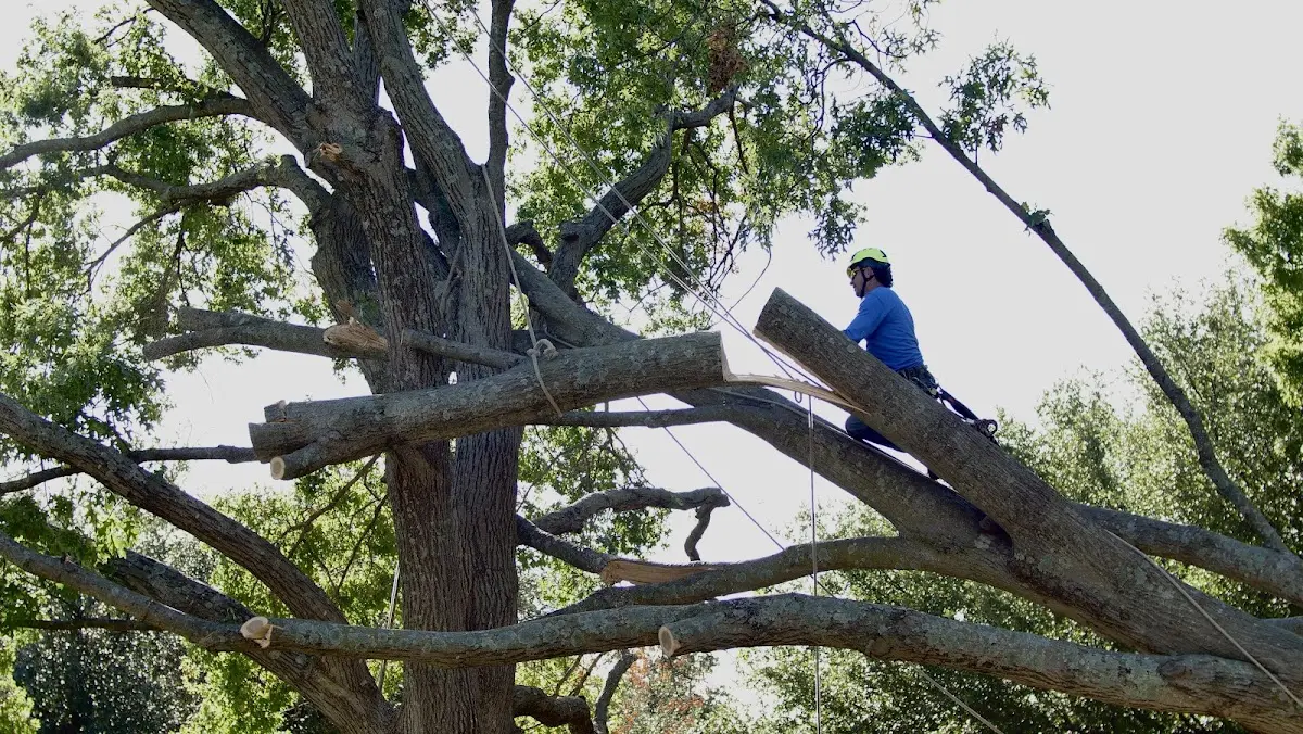 Professional Crown Thinning performed by certified arborists in Richards